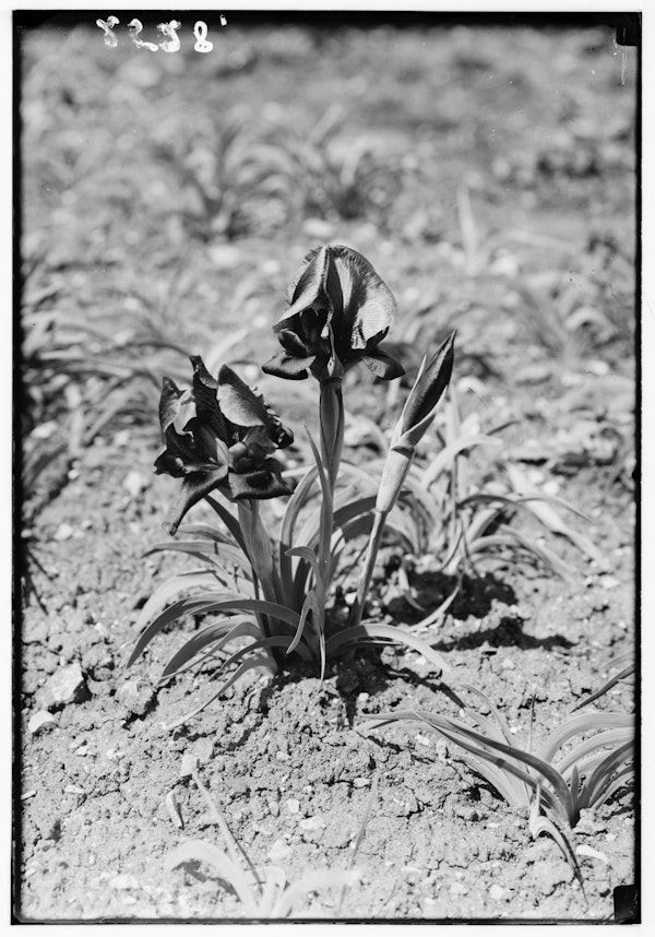 Photograph of Palestinian wildflower